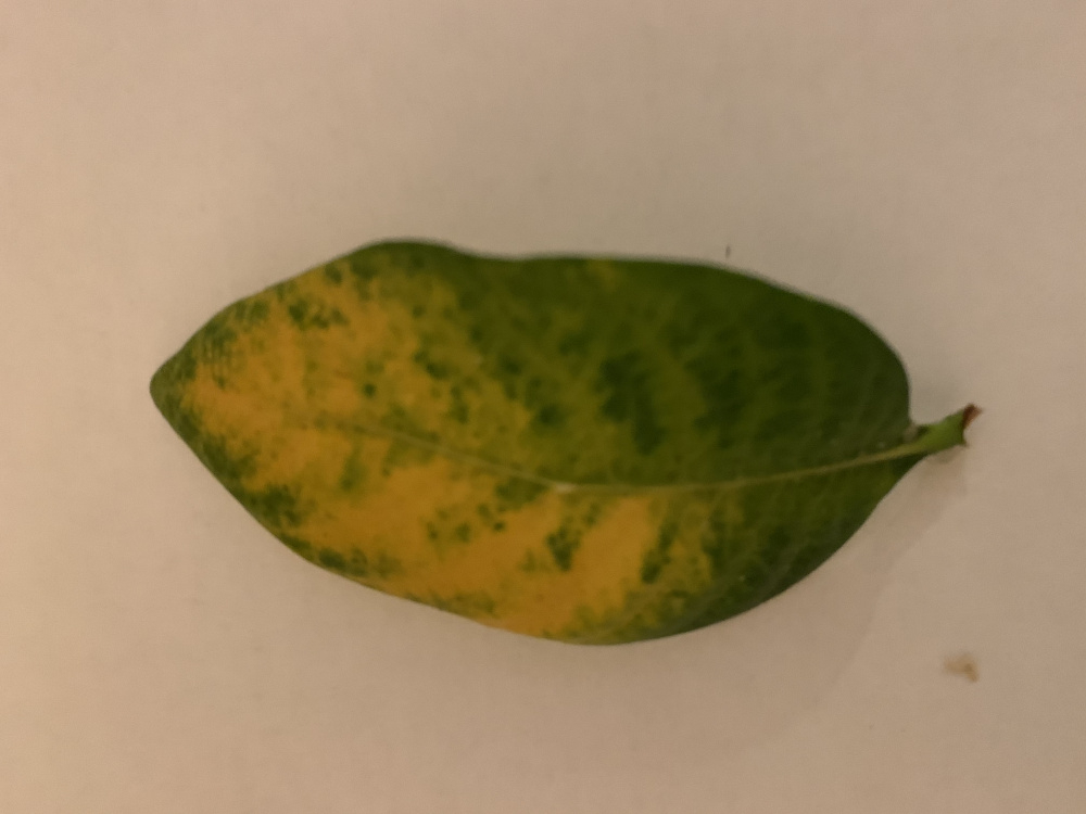 Jasmine — BBC Gardeners' World Magazine