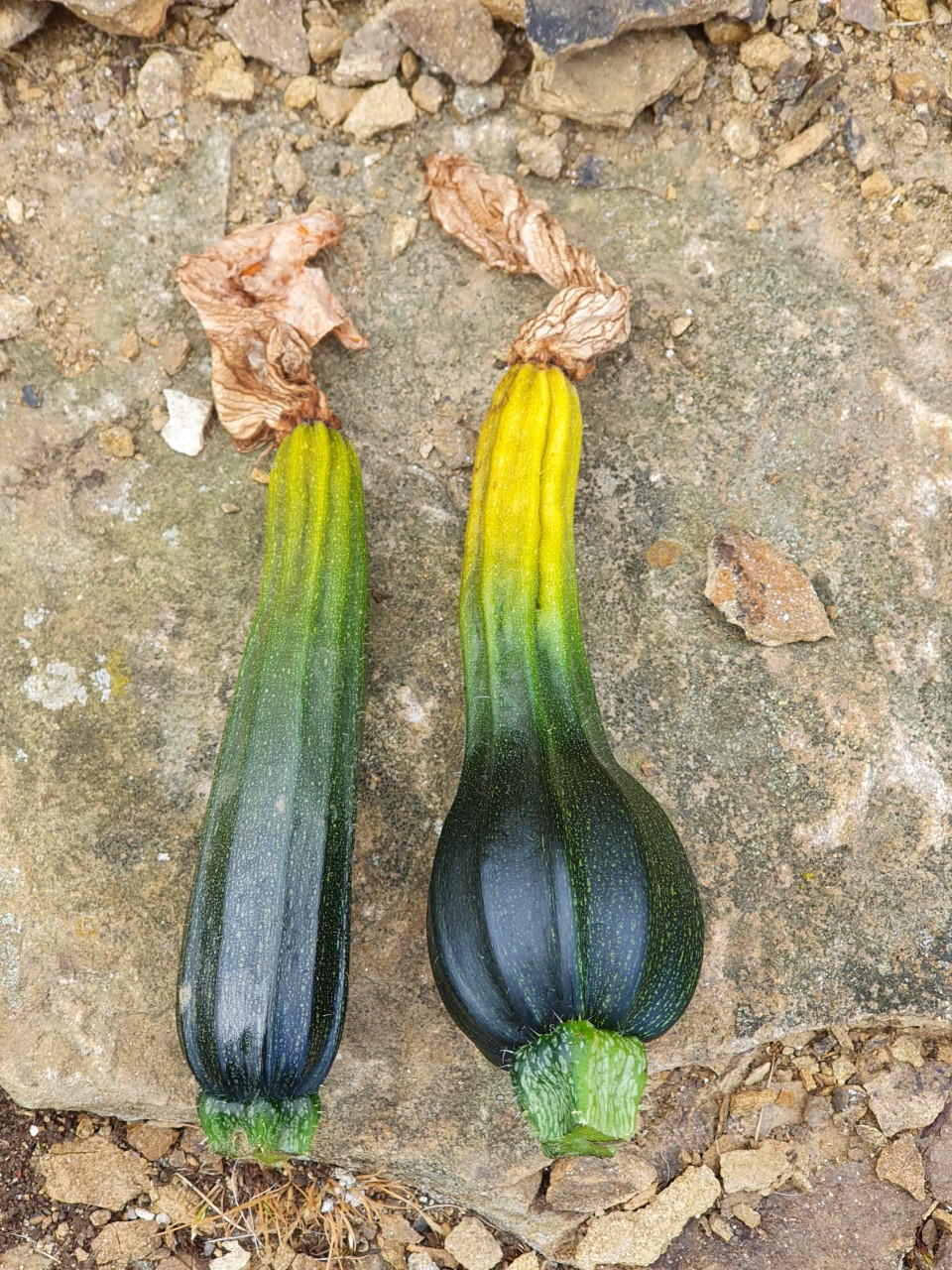Cordyline Turning Yellow Bbc Gardeners World Magazine vrogue.co