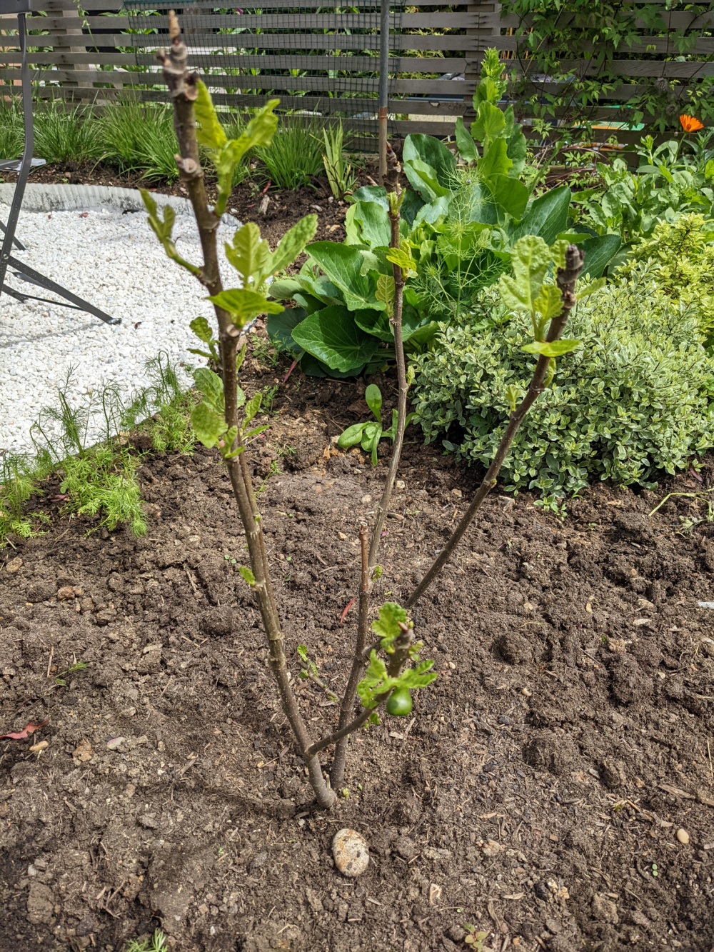Back from the dead Fig Tree — BBC Gardeners' World Magazine