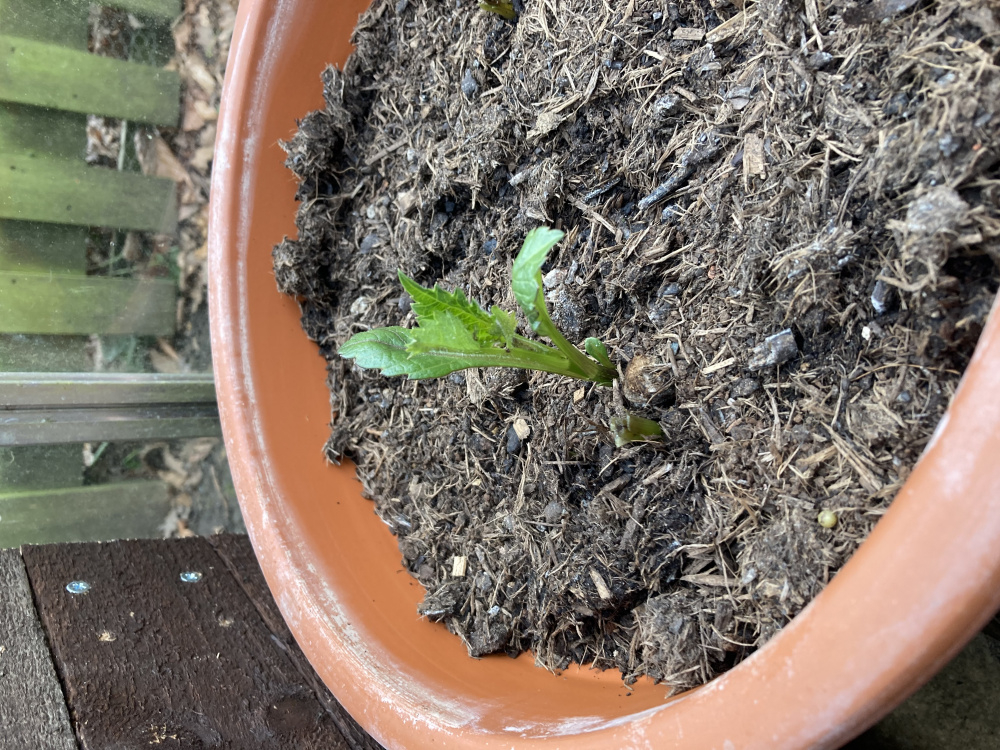 Can Dahlias Survive Frost at Richard Reece blog