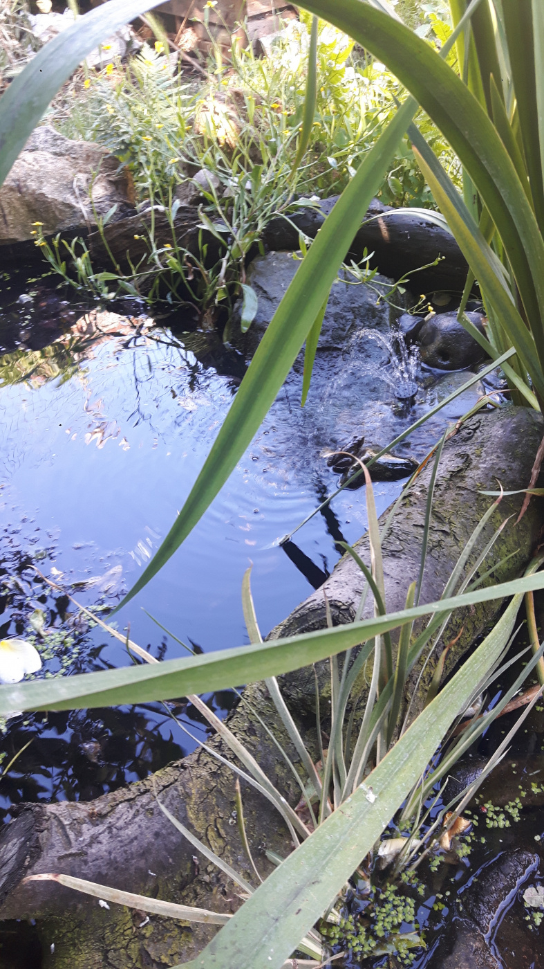 Oxygenators keep dying / why is my wildlife pond so murky? — BBC