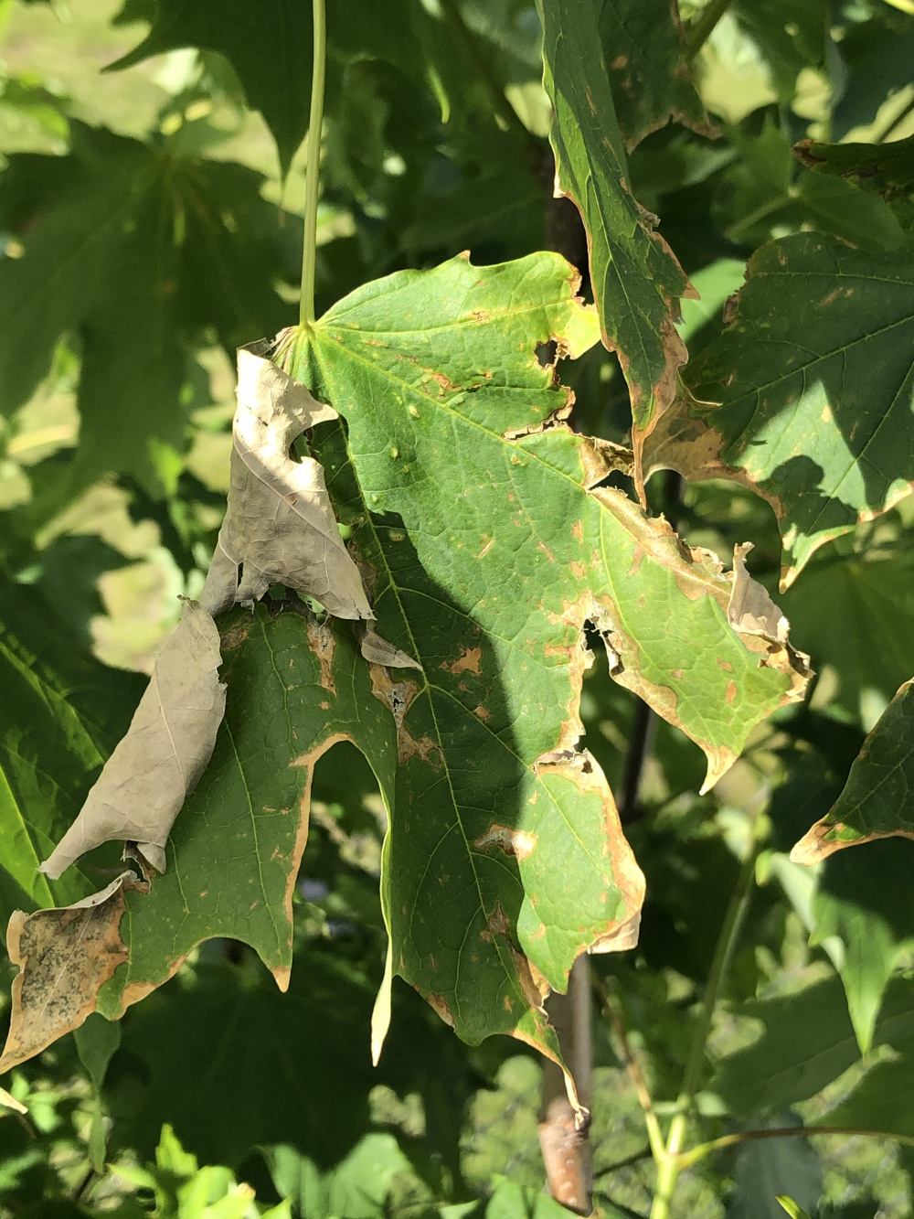 Problems with Newly Planted Sugar MapleAdvice? — BBC Gardeners' World