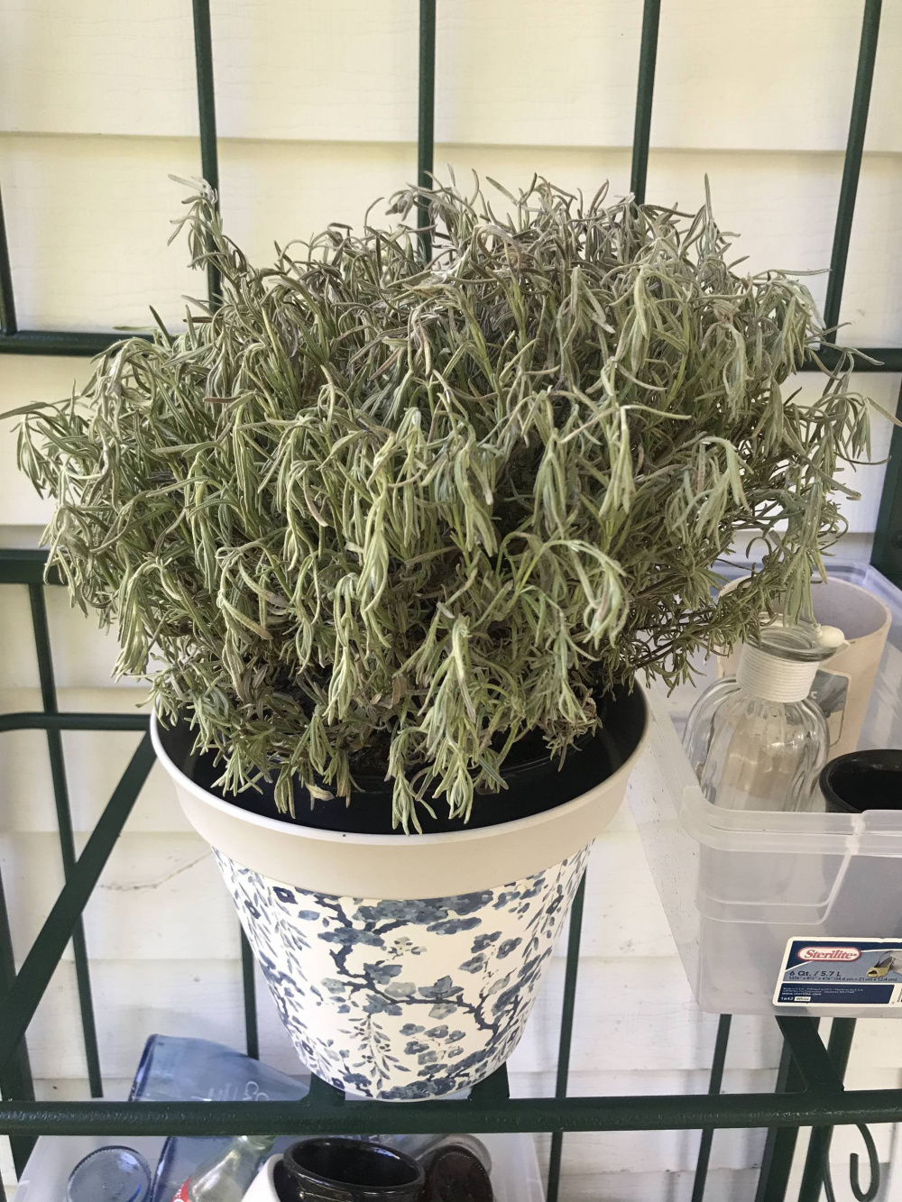 Lavender wilted after being in the sun all day. — BBC Gardeners' World