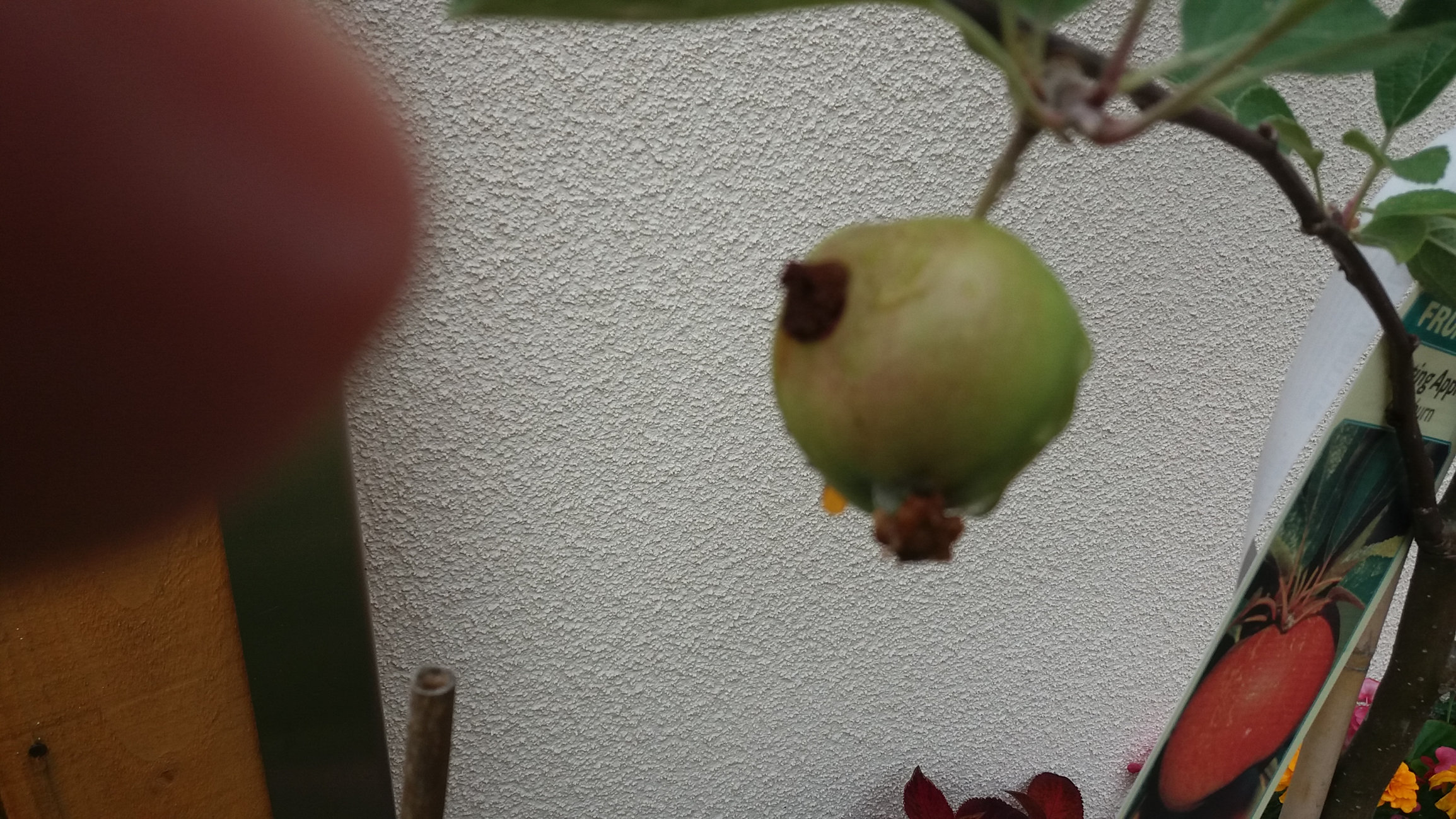 Braeburn Apple Problem — BBC Gardeners' World Magazine