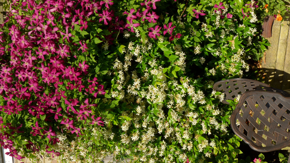 Clematis Armandii or Star Jasmine? — BBC Gardeners' World Magazine