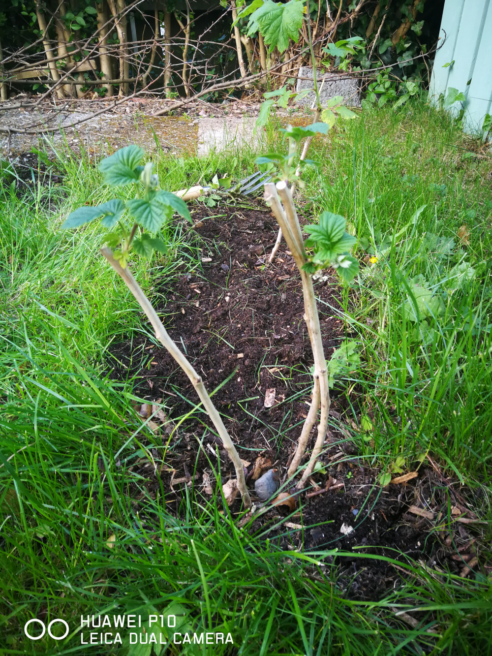 Complimenting Raspberry Canes — BBC Gardeners' World Magazine
