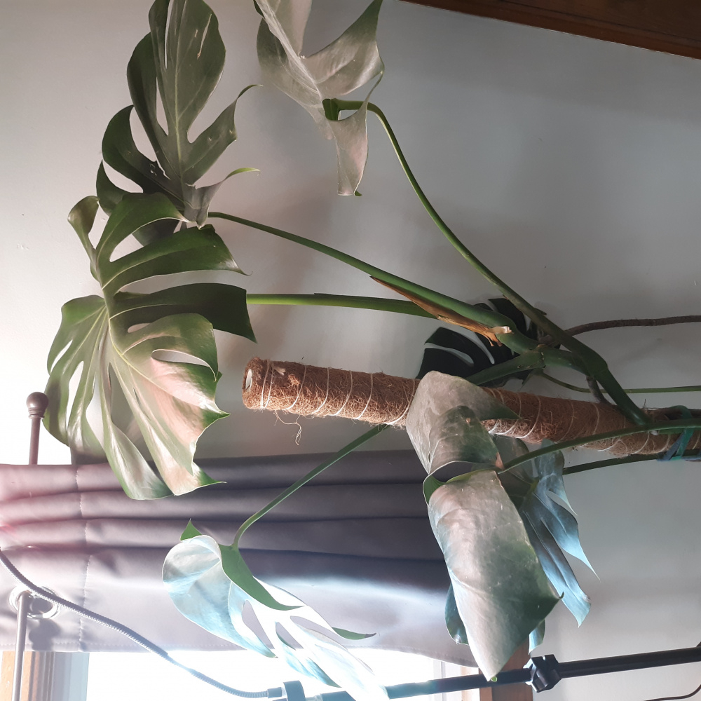 Advice for pruning my Monstera — BBC Gardeners' World Magazine