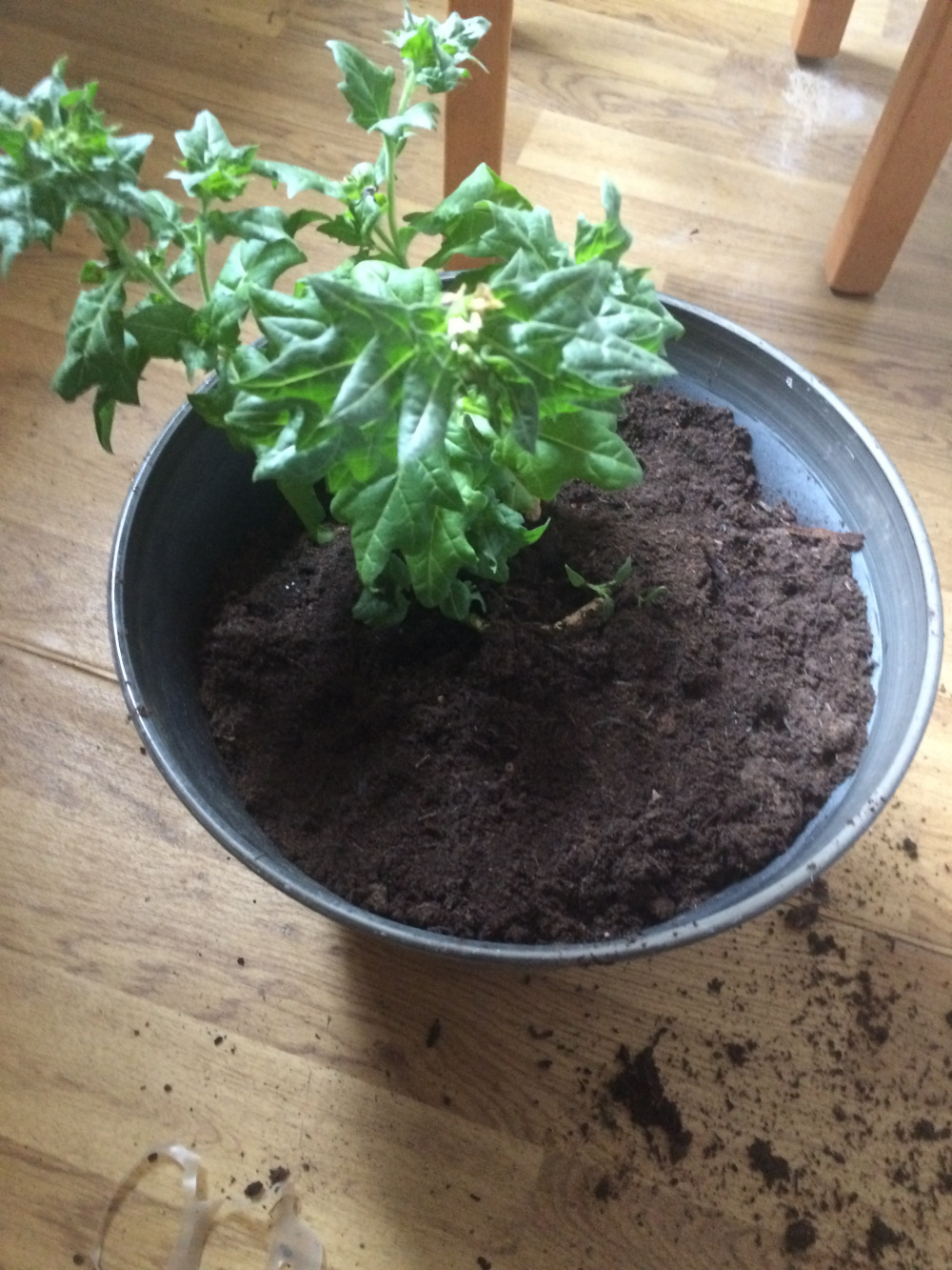 Growing henbane. — BBC Gardeners' World Magazine