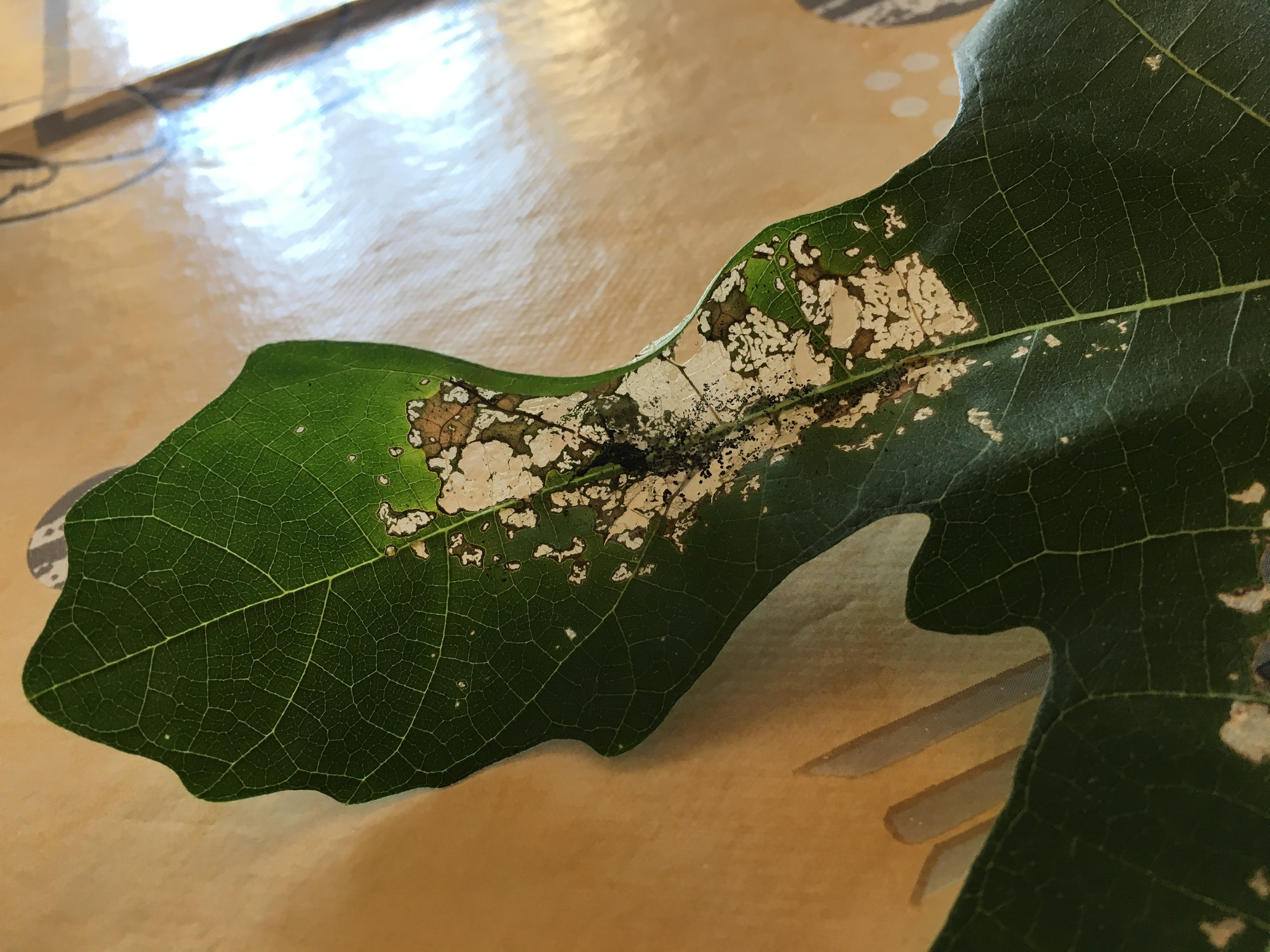 Fig tree problem — BBC Gardeners' World Magazine