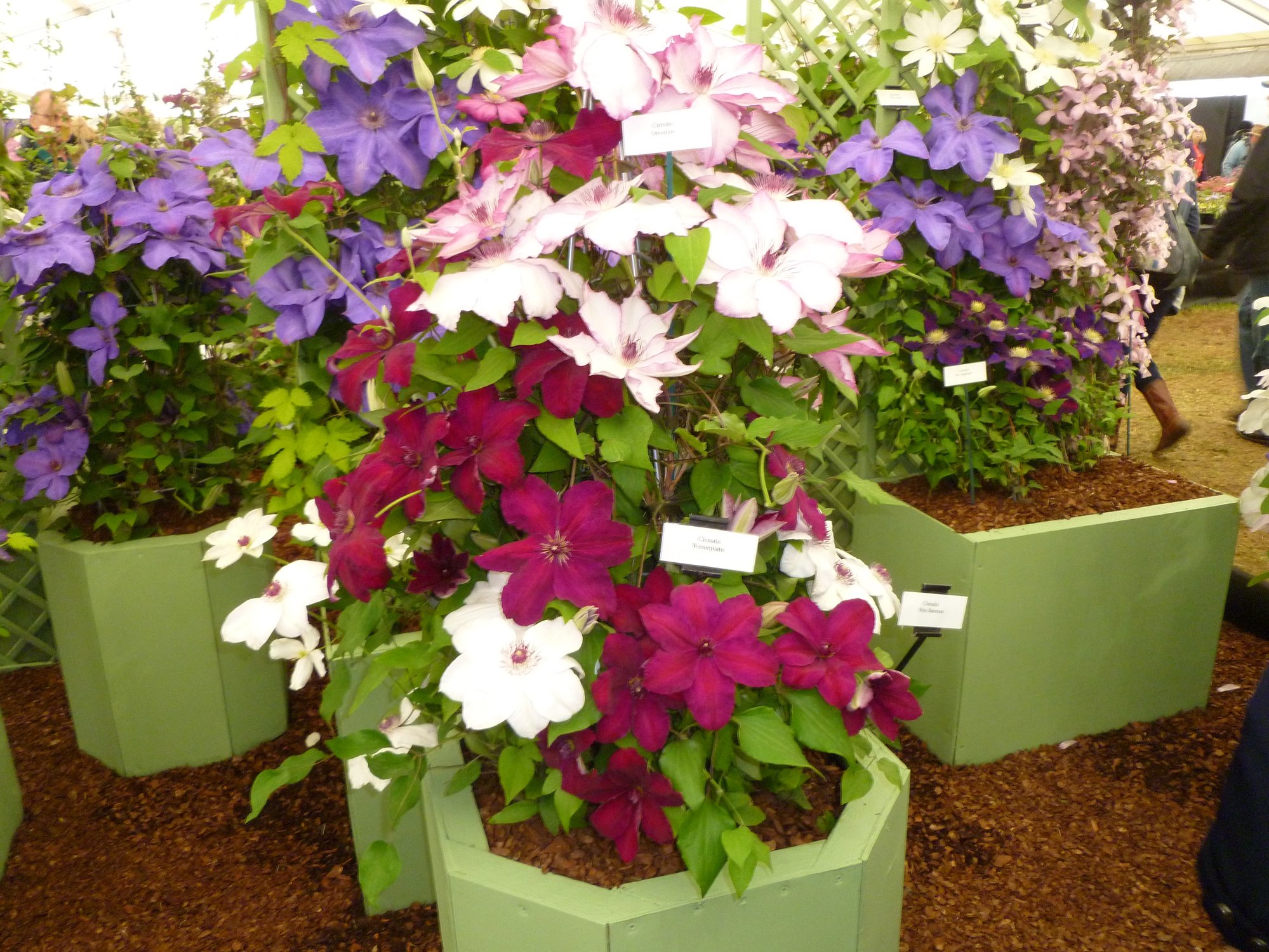 Two Clematis in the same pot — BBC Gardeners' World Magazine