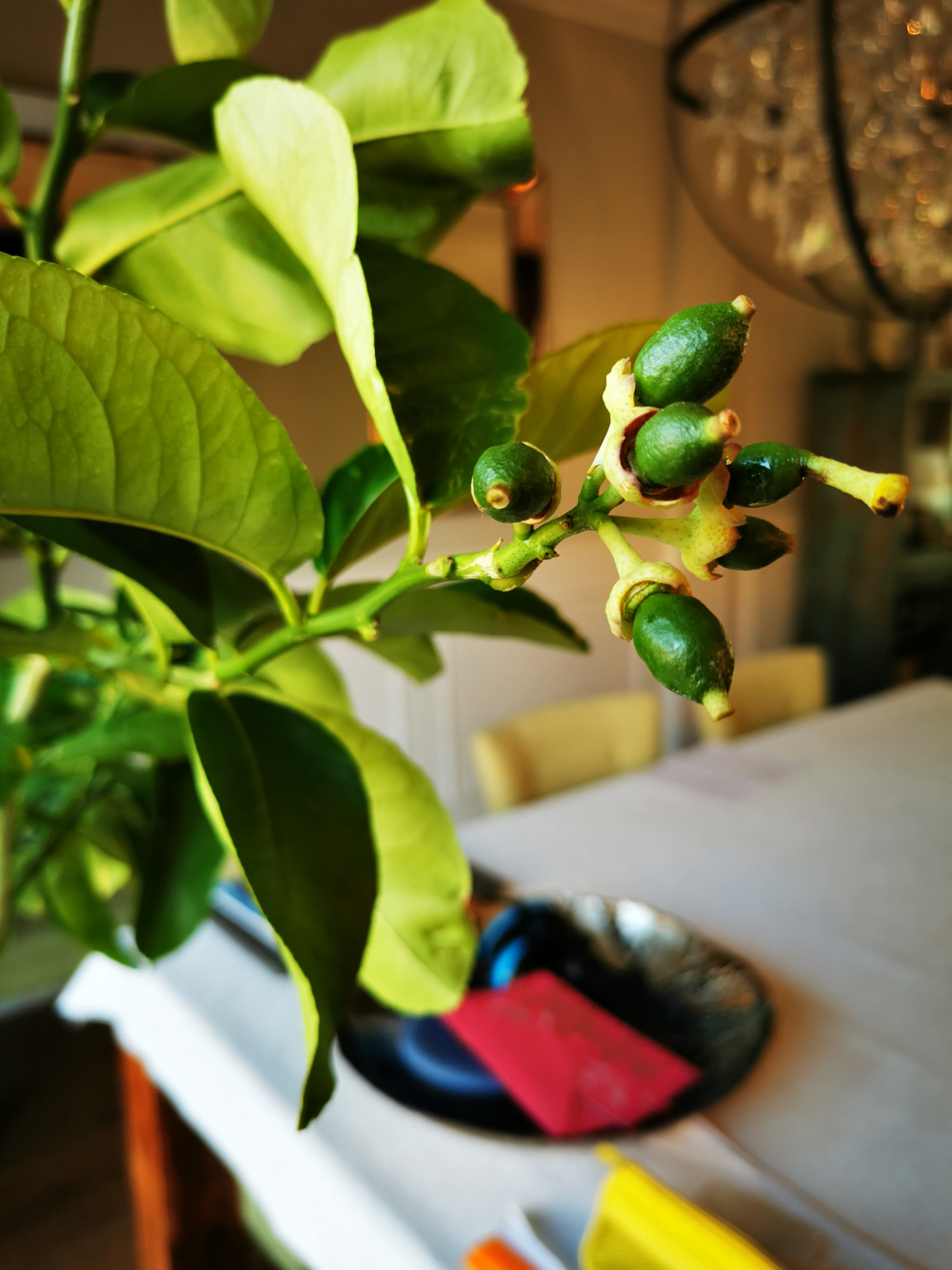Potted Lemon tree question — BBC Gardeners' World Magazine