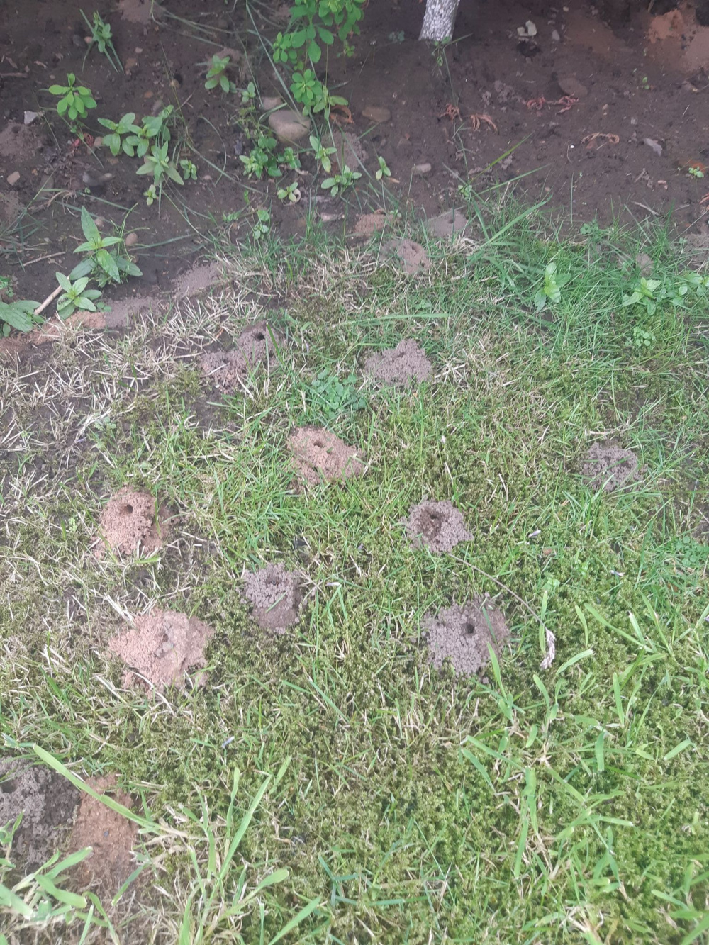 What are these holes in my garden? — BBC Gardeners' World Magazine