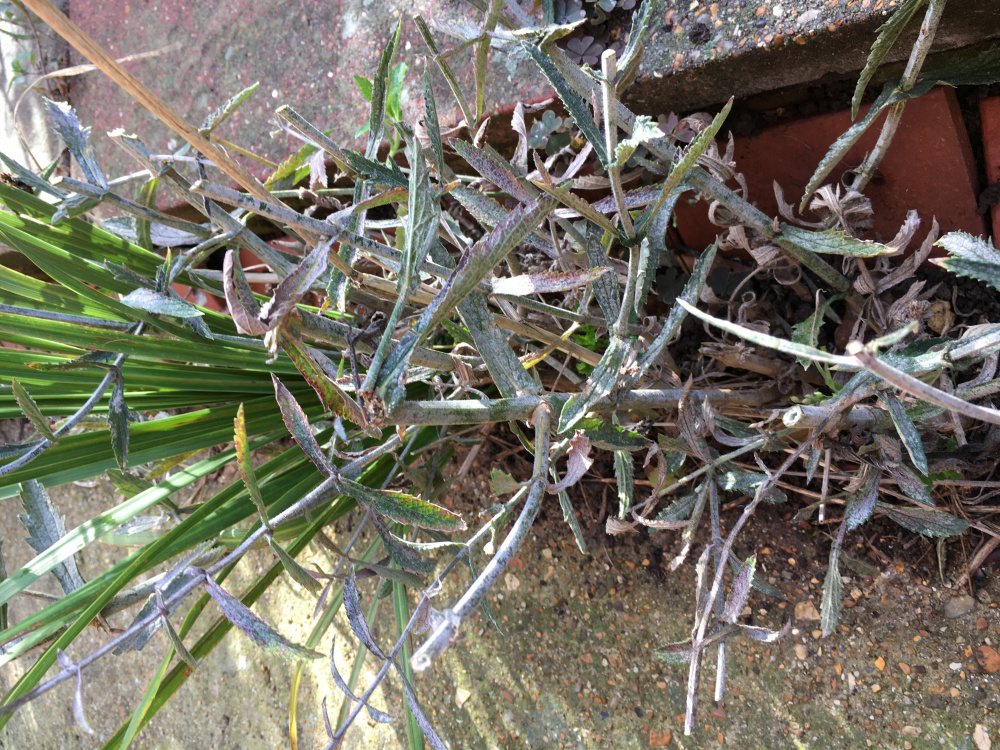 White fungus on plants? — BBC Gardeners' World Magazine