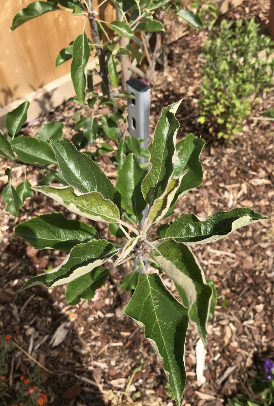 Apple tree problems — BBC Gardeners' World Magazine