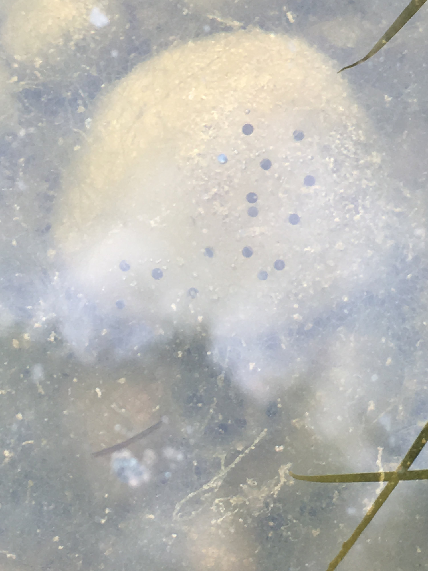 Eggs in pond snails?? — BBC Gardeners' World Magazine