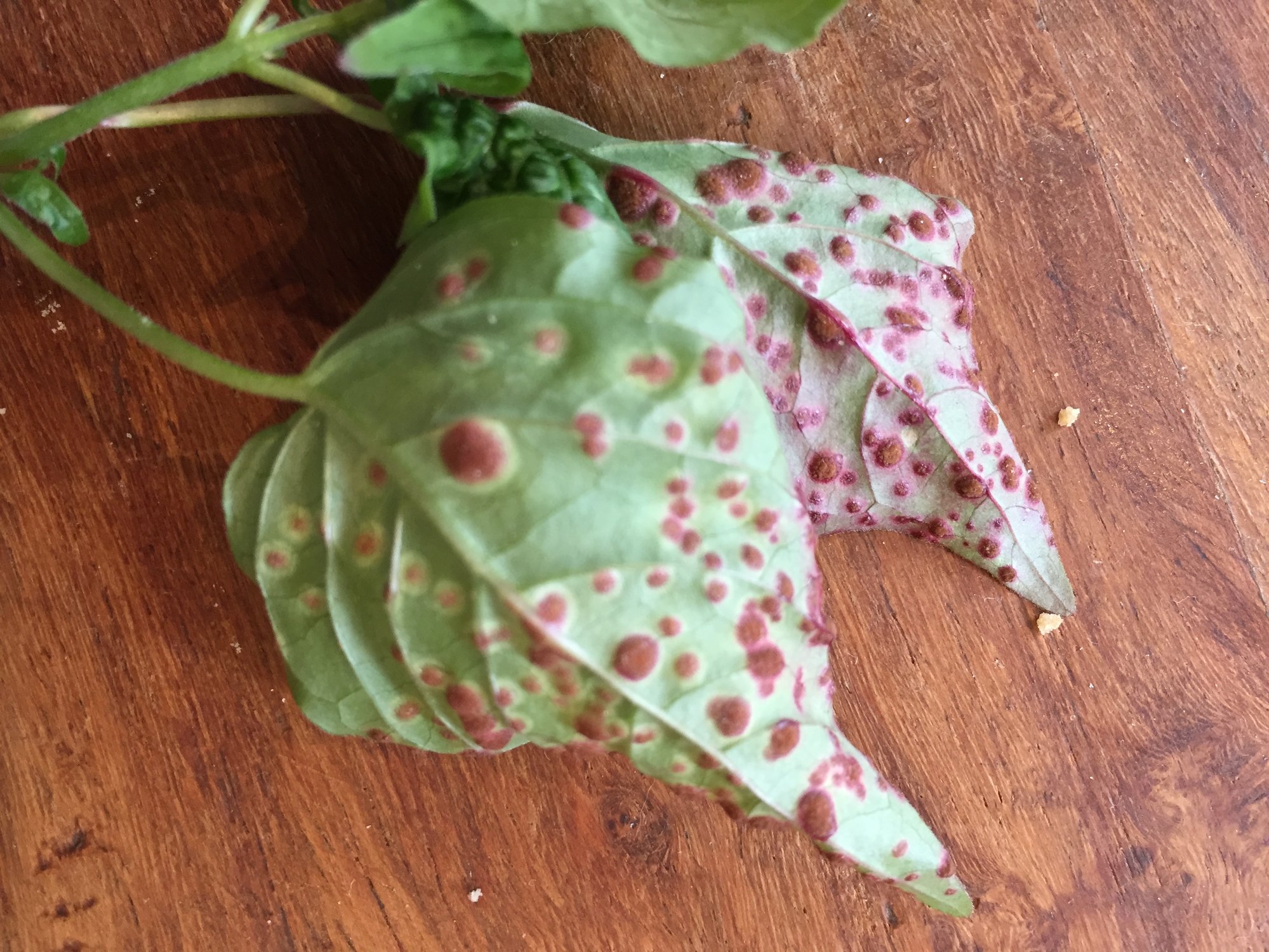 Mouldy red spots on leaf underside.. what is it? — BBC Gardeners' World