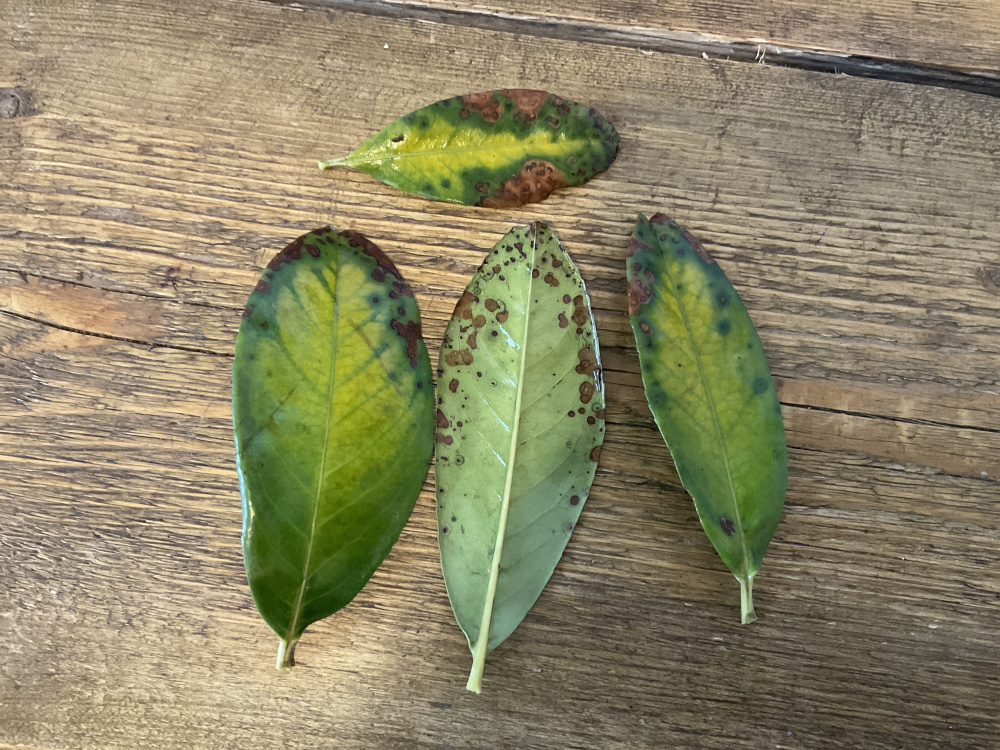 Cherry laurel leaf disease — BBC Gardeners' World Magazine