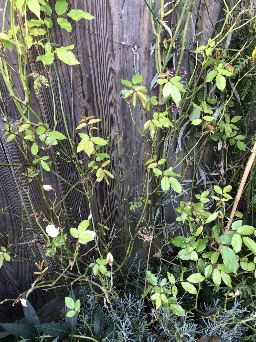 Leggy bare stemmed climbing roses — BBC Gardeners' World Magazine