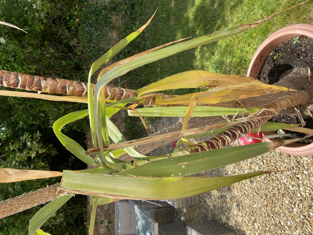 Think my yucca is dying!! — BBC Gardeners' World Magazine