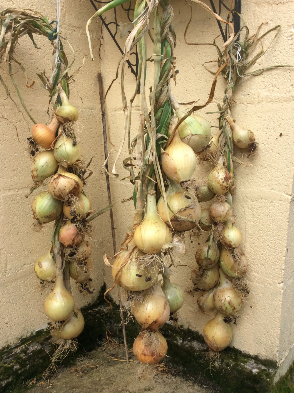 Why won’t my onion seeds germinate? — BBC Gardeners' World Magazine