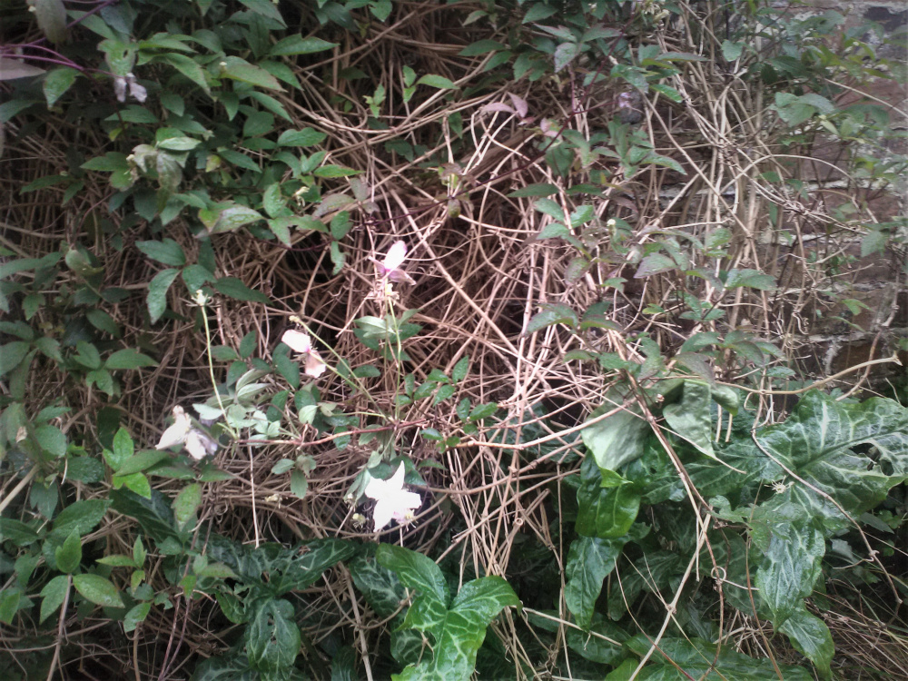 Scruffy and dead clematis — BBC Gardeners' World Magazine