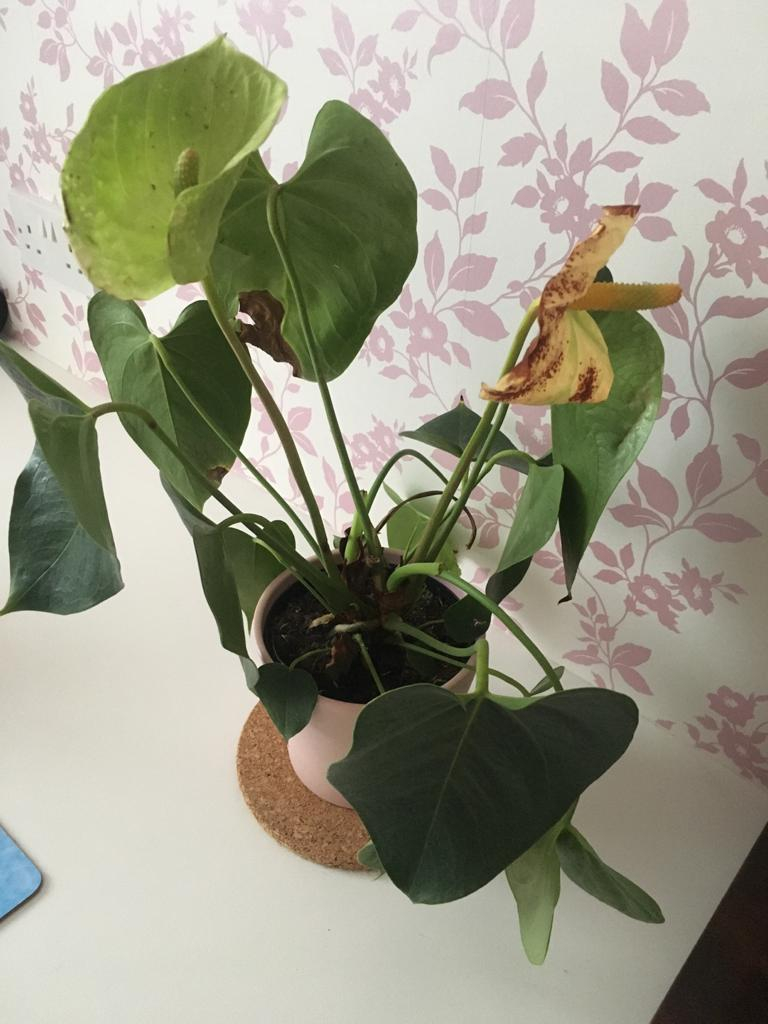 Flamingo plant problem — BBC Gardeners' World Magazine