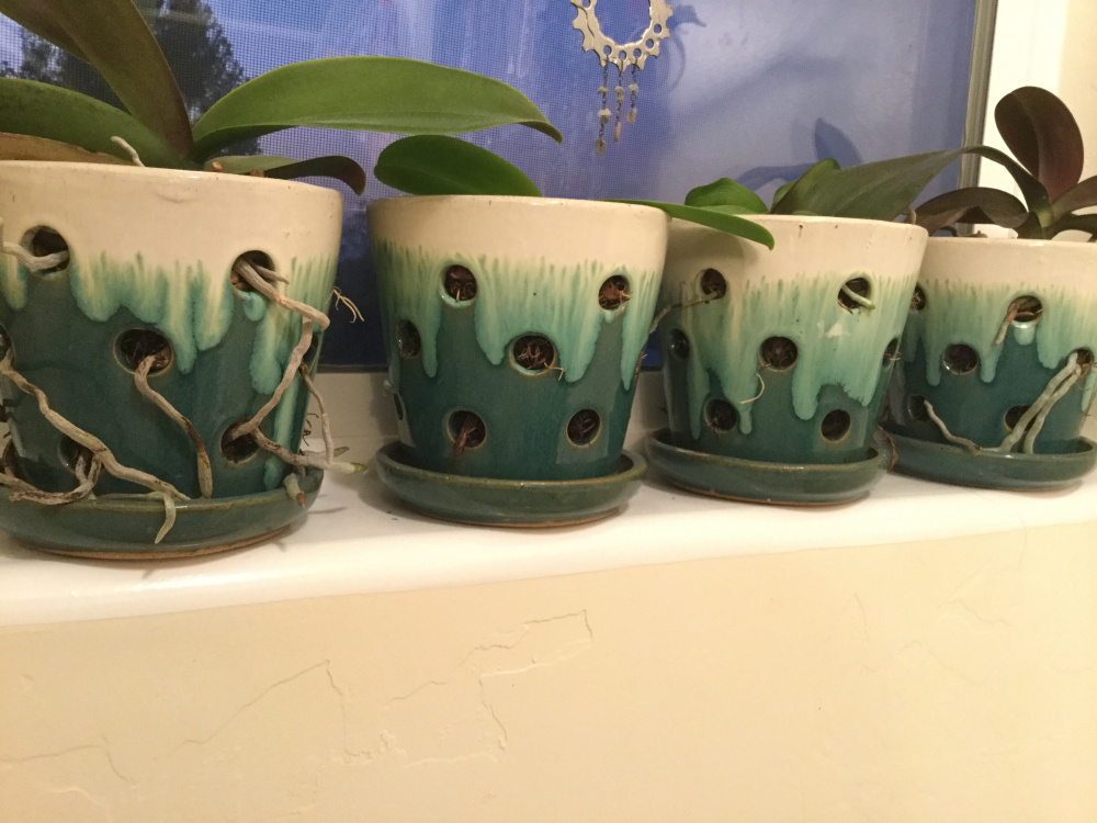 Do orchids really need clear pots? — BBC Gardeners' World Magazine