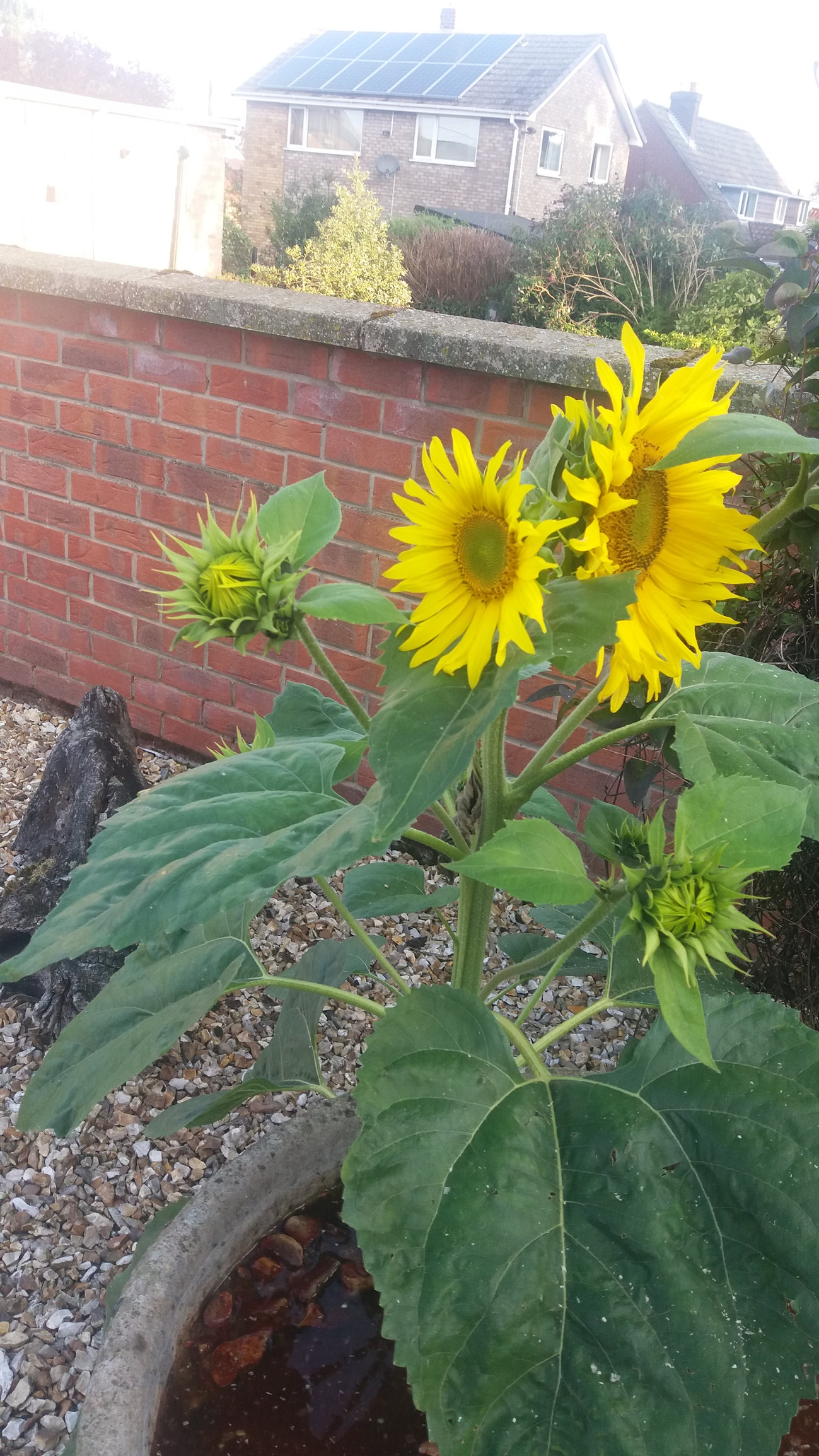 Sunflower with multiple heads!!! Page 2 — BBC Gardeners' World Magazine