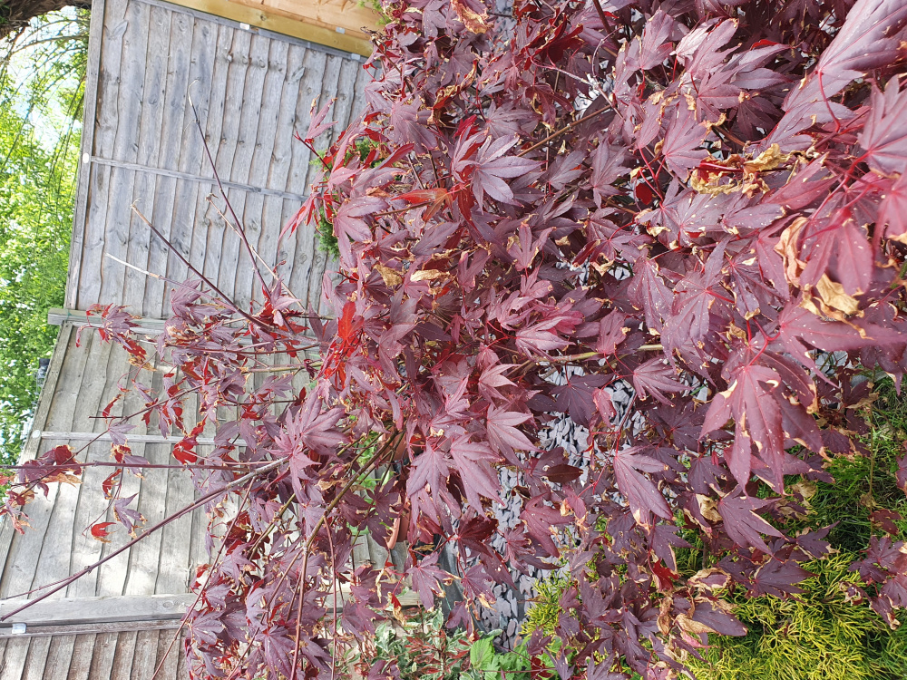 Is my acer dying? — BBC Gardeners' World Magazine