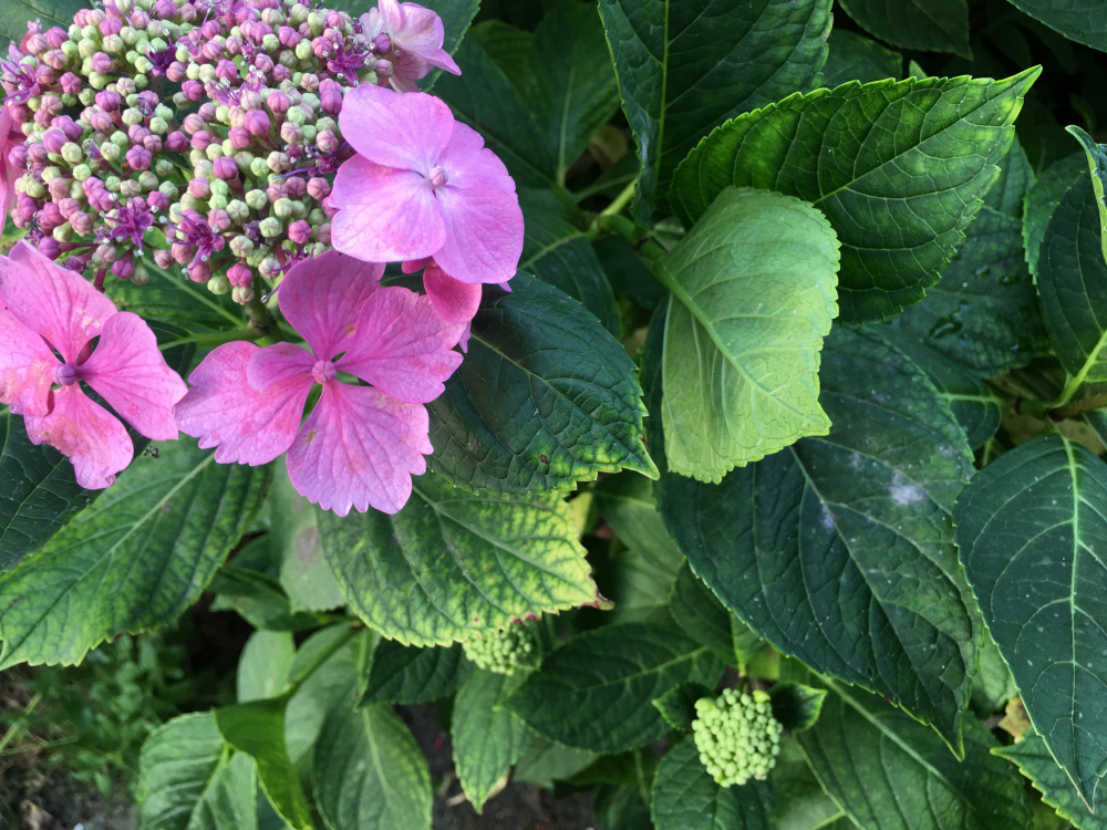 Hydrangeas losing their leaves — BBC Gardeners' World Magazine