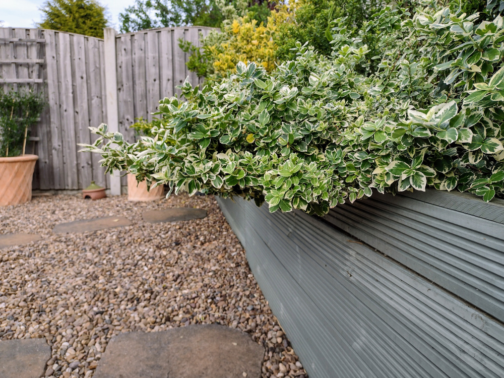 Pruning Euonymus — BBC Gardeners' World Magazine