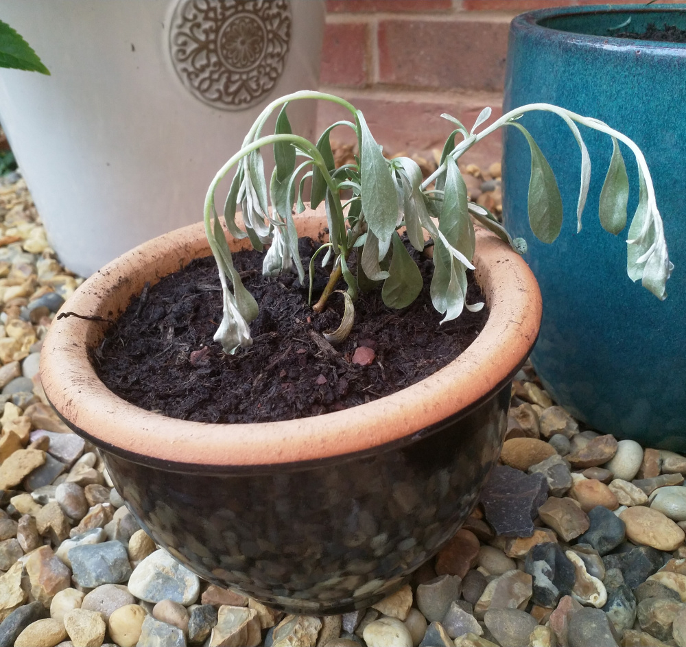 What to do about mail order plants? — BBC Gardeners' World Magazine