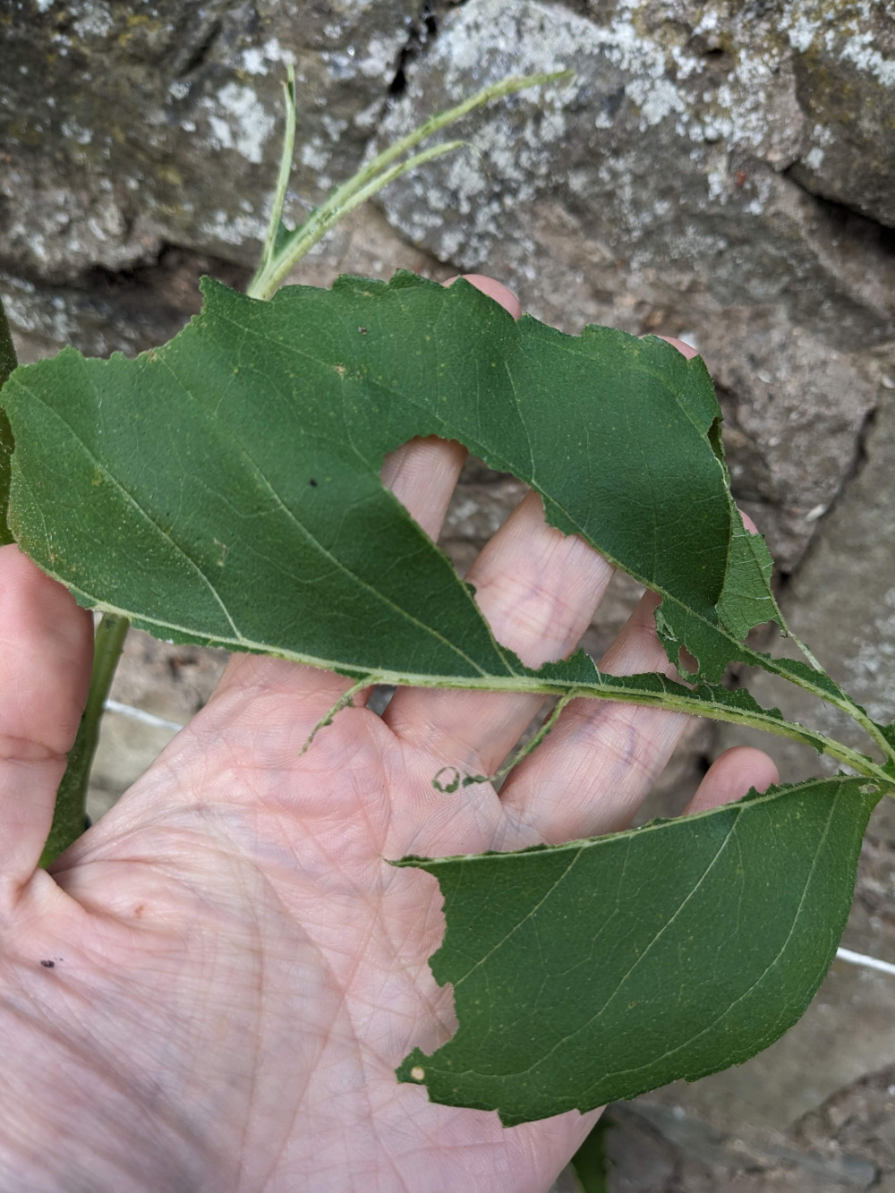 Whats eating my sunflowers?? — BBC Gardeners' World Magazine
