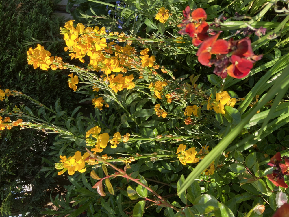 Wallflowers care — BBC Gardeners' World Magazine