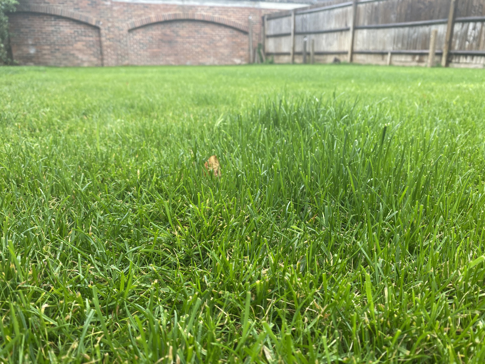 Why is my lawn growing like this? — BBC Gardeners' World Magazine