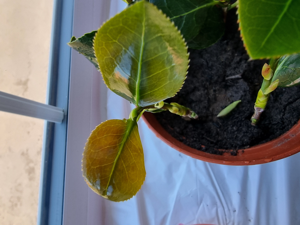 Brown leaves on Camellia cuttings — BBC Gardeners' World Magazine
