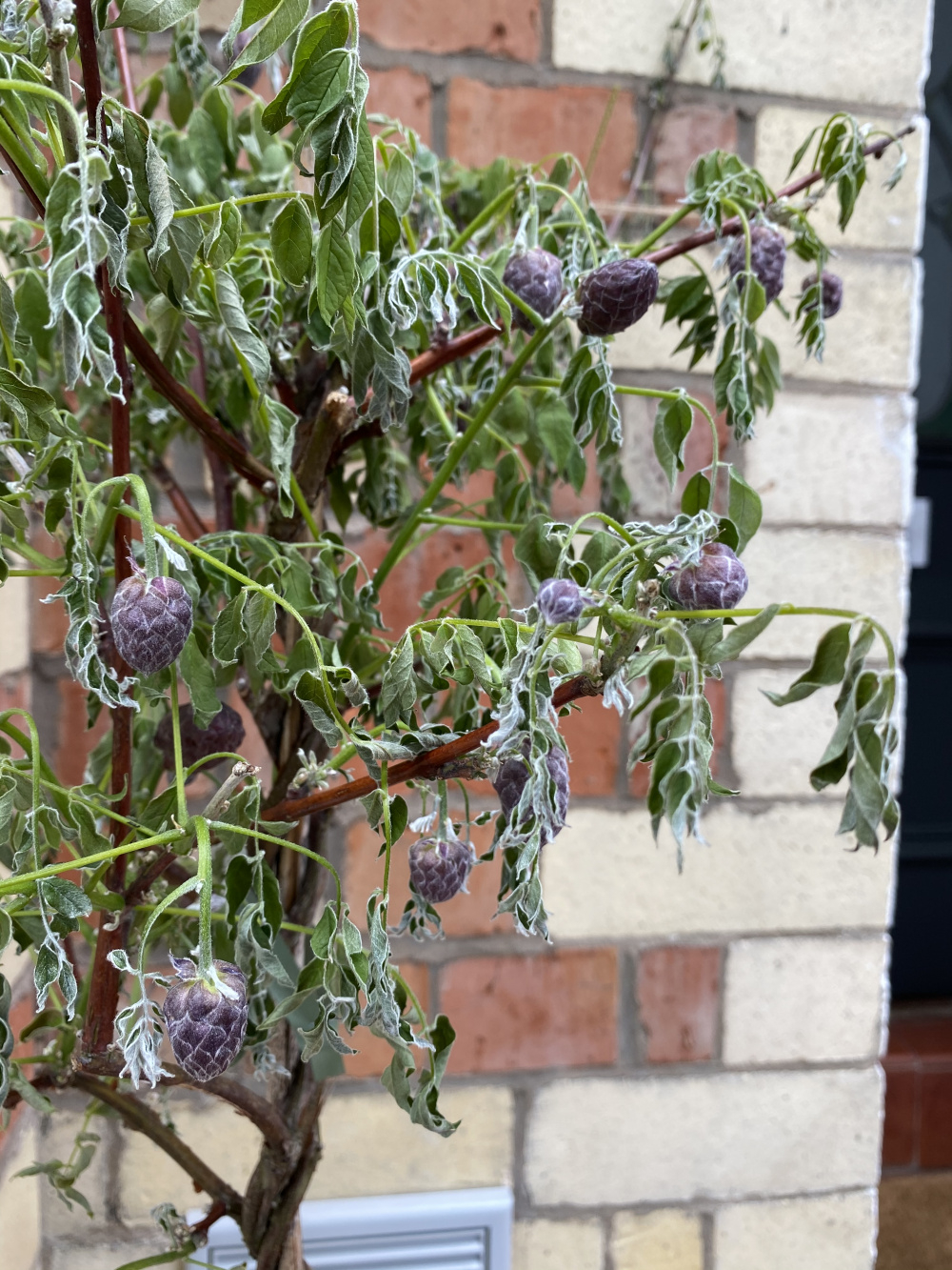 Newly planted Wisteria wilting — BBC Gardeners' World Magazine