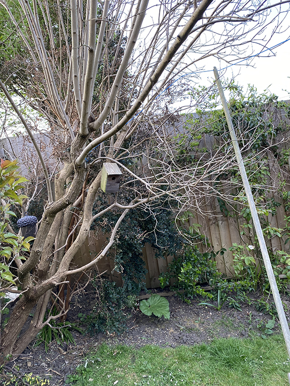 My Lilac hasn't blossomed this year is it dying? — BBC Gardeners