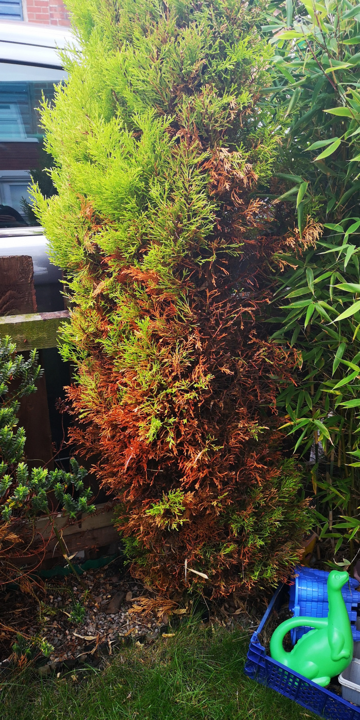 Conifers going brown — BBC Gardeners' World Magazine