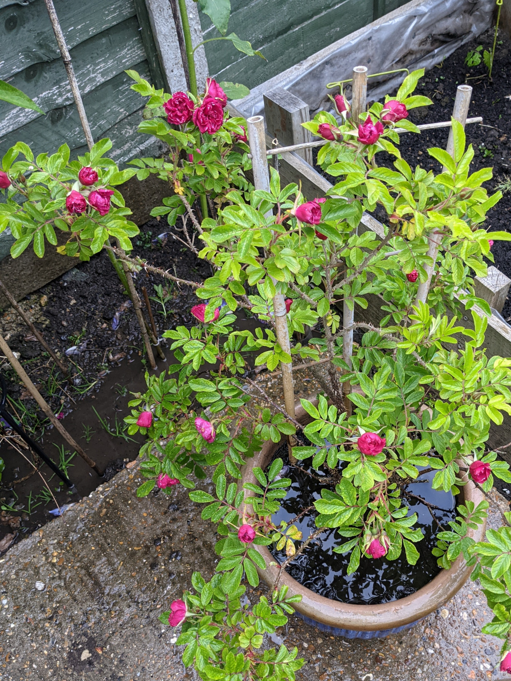 What to do with my leggy rose? — BBC Gardeners' World Magazine