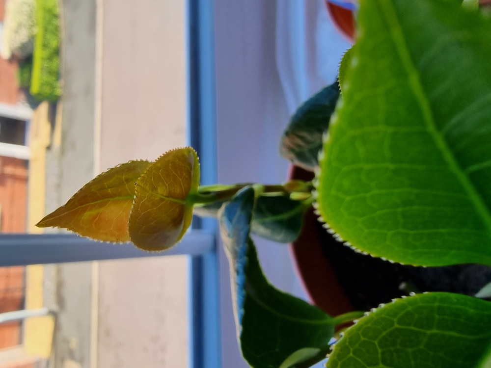 Brown leaves on Camellia cuttings — BBC Gardeners' World Magazine