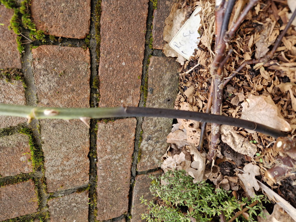 Rose stem turning black — BBC Gardeners' World Magazine