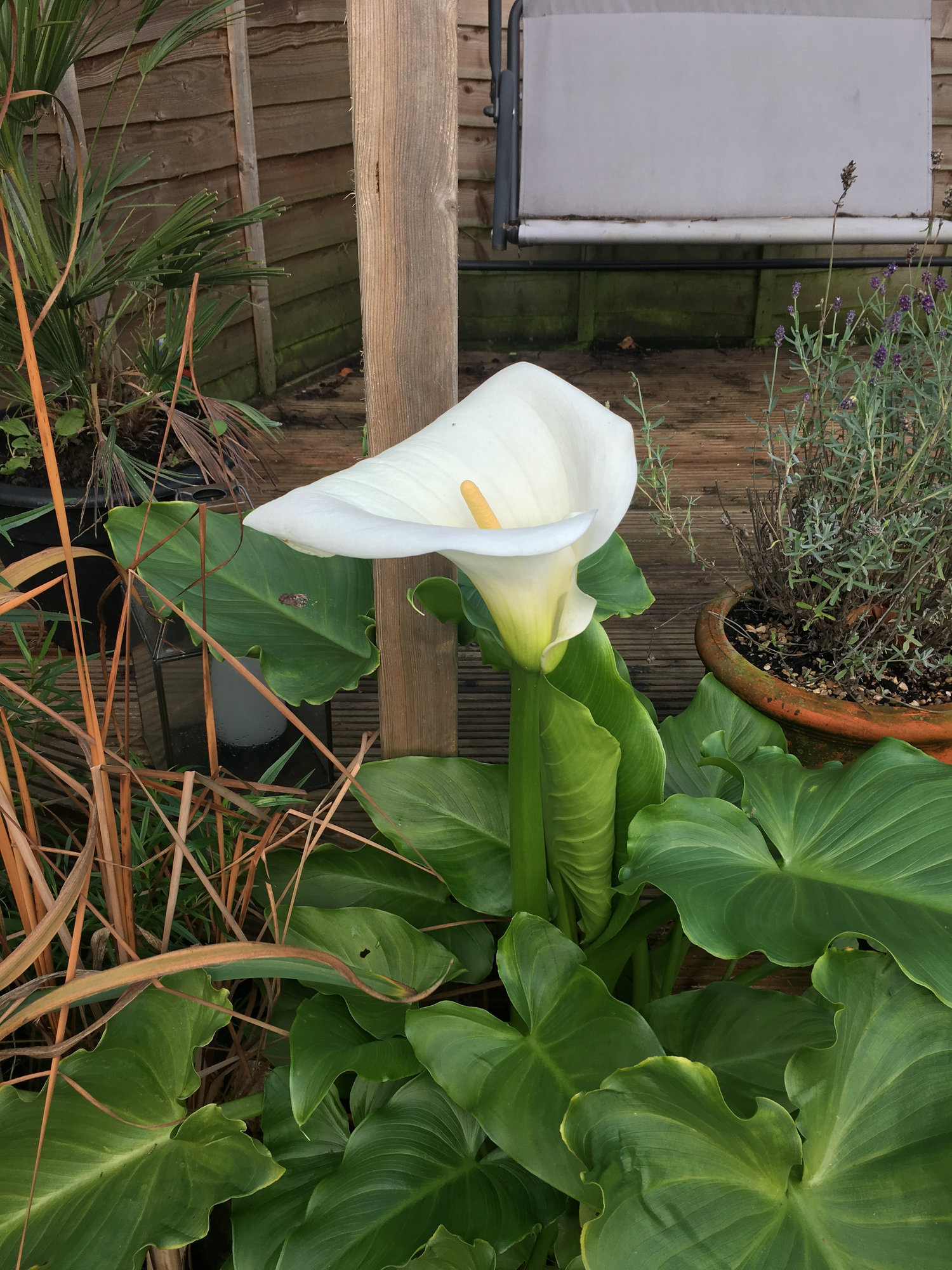 My Giant Arum lily — BBC Gardeners' World Magazine