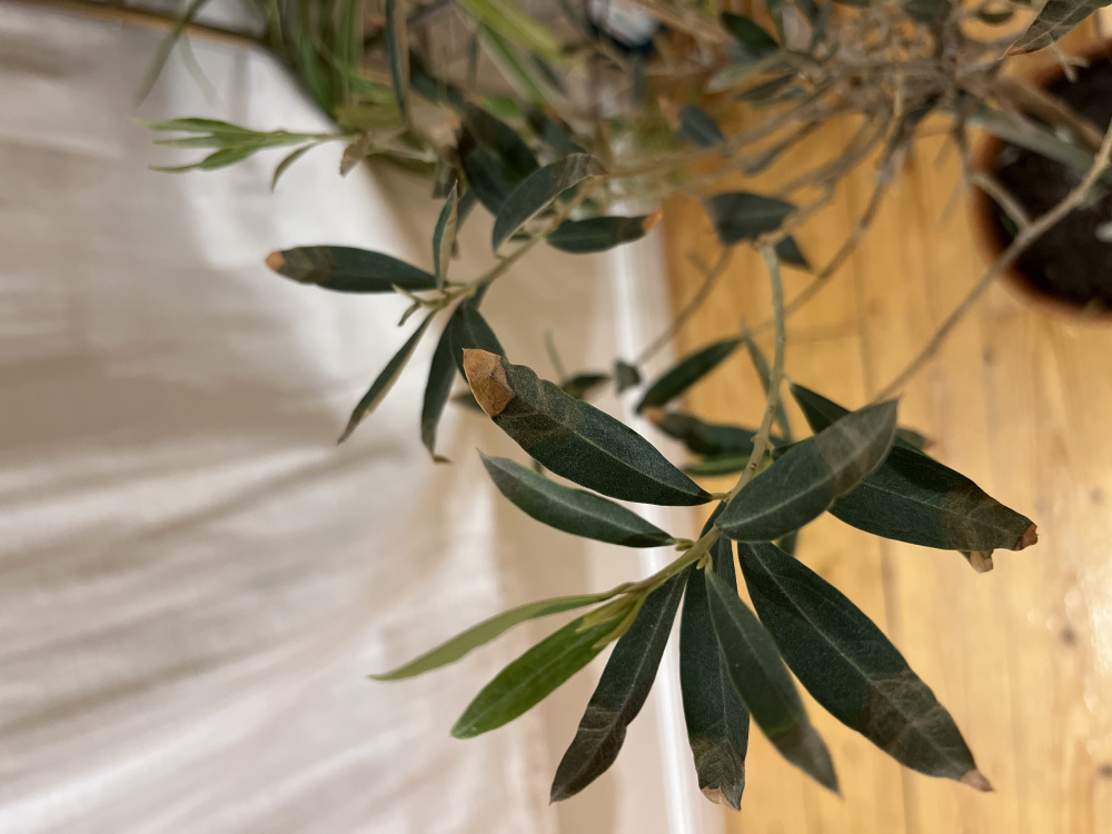 Olive tree Brown tips on leaves — BBC Gardeners' World Magazine