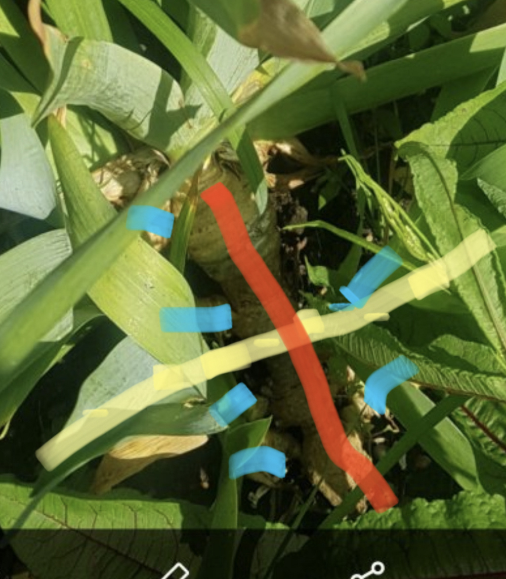 Why are the flowers dying on this iris Page 2 — BBC Gardeners' World