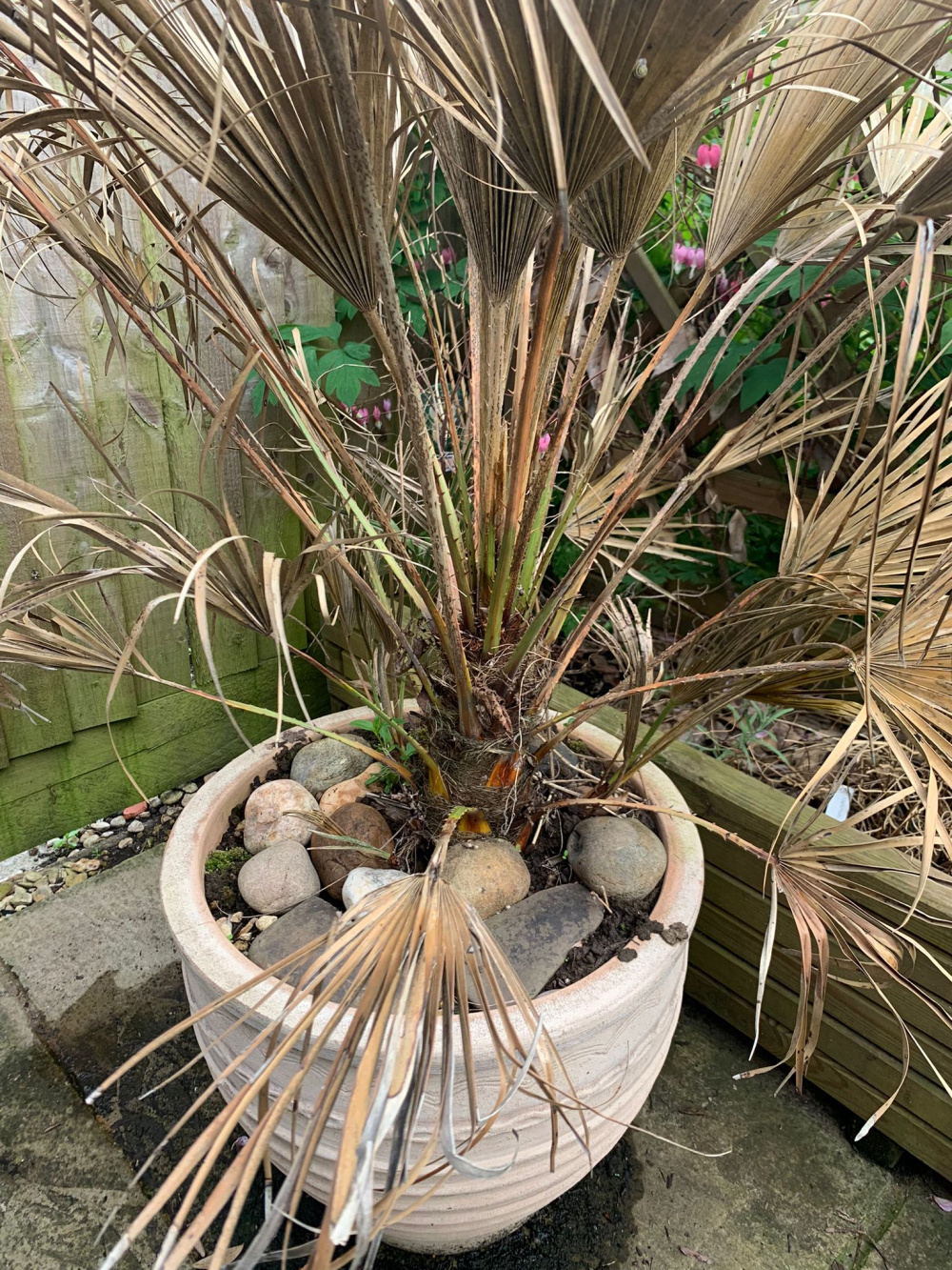 What should I do to help my Palm tree survive can it come back? — BBC Gardeners' World Magazine