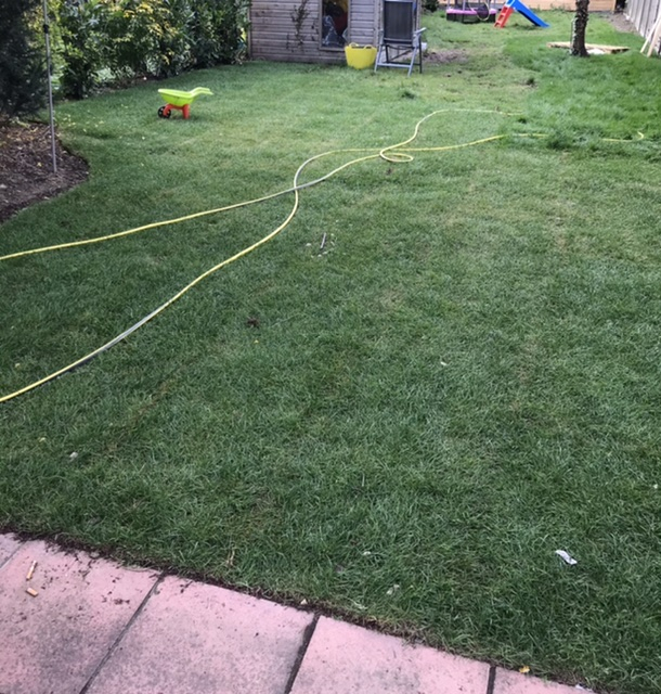 New turf laid its now starting to turn yellow — BBC Gardeners' World