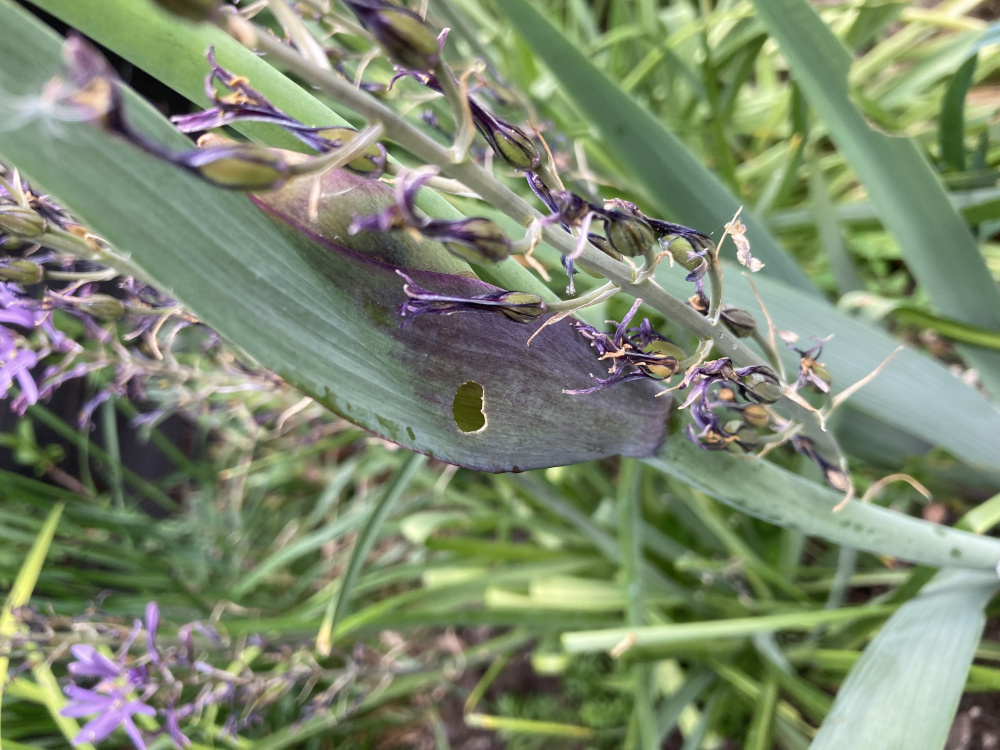 What is eating my Iris buds? — BBC Gardeners' World Magazine