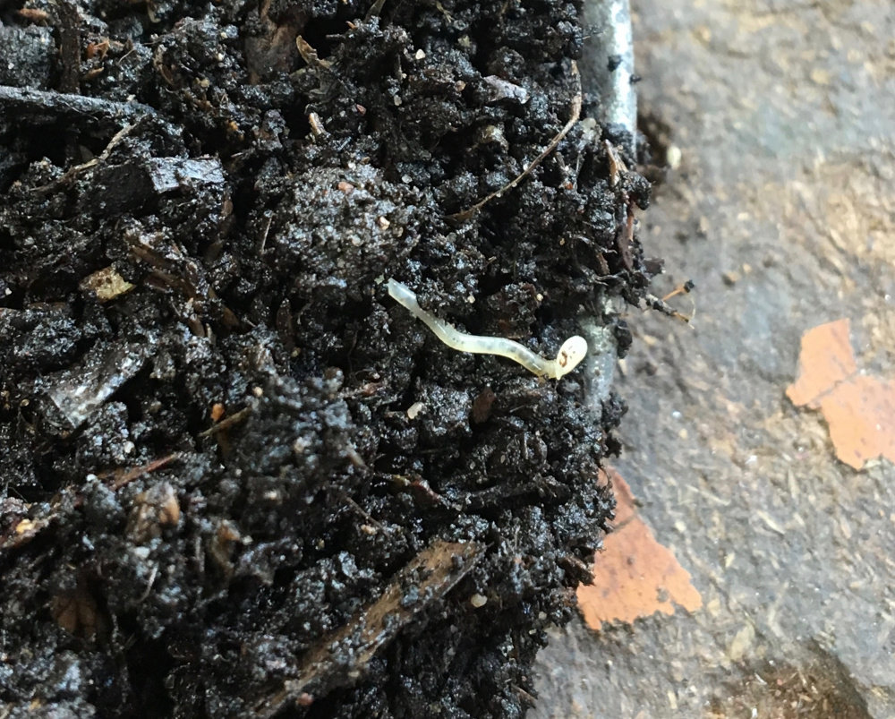 soil pest? — BBC Gardeners' World Magazine