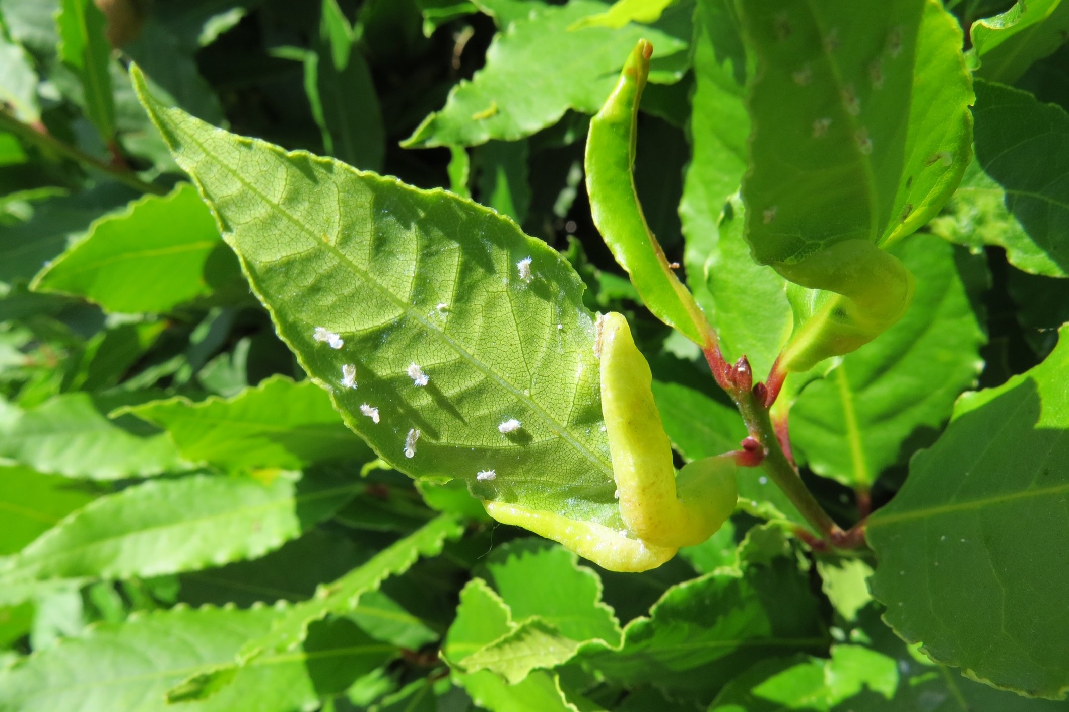 What’s causing this on my Bay tree? — BBC Gardeners' World Magazine